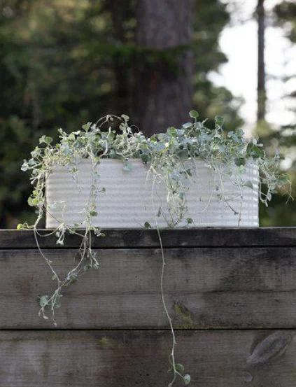 Кашпо для рослин ELFRIDA,35x10x8cm