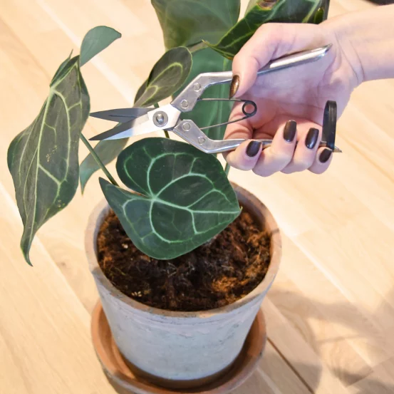 Секатор для кімнатних рослин