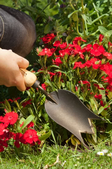 Садова лопатка з короноподібним лезом для цибулинних рослин