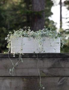 Кашпо для рослин ELFRIDA,31x14x12 см