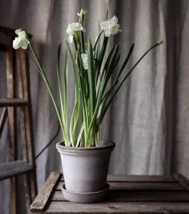 Горщик для рослин Flora Grey,30*24 см